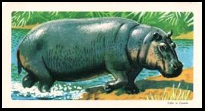 34 Hippopotamus